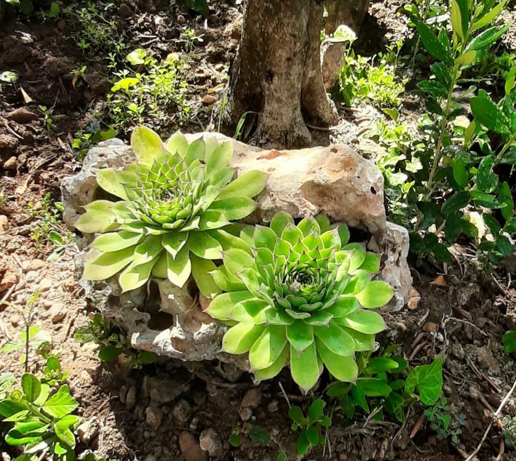 Apartmani Lea Starigrad Paklenica Dış mekan fotoğraf