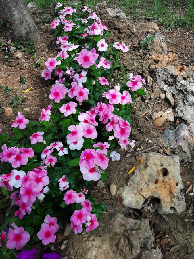 Apartmani Lea Starigrad Paklenica Dış mekan fotoğraf